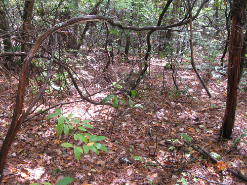 GRSM Accuracy Assessment. Plot Code: GRSM_AA_0150_4