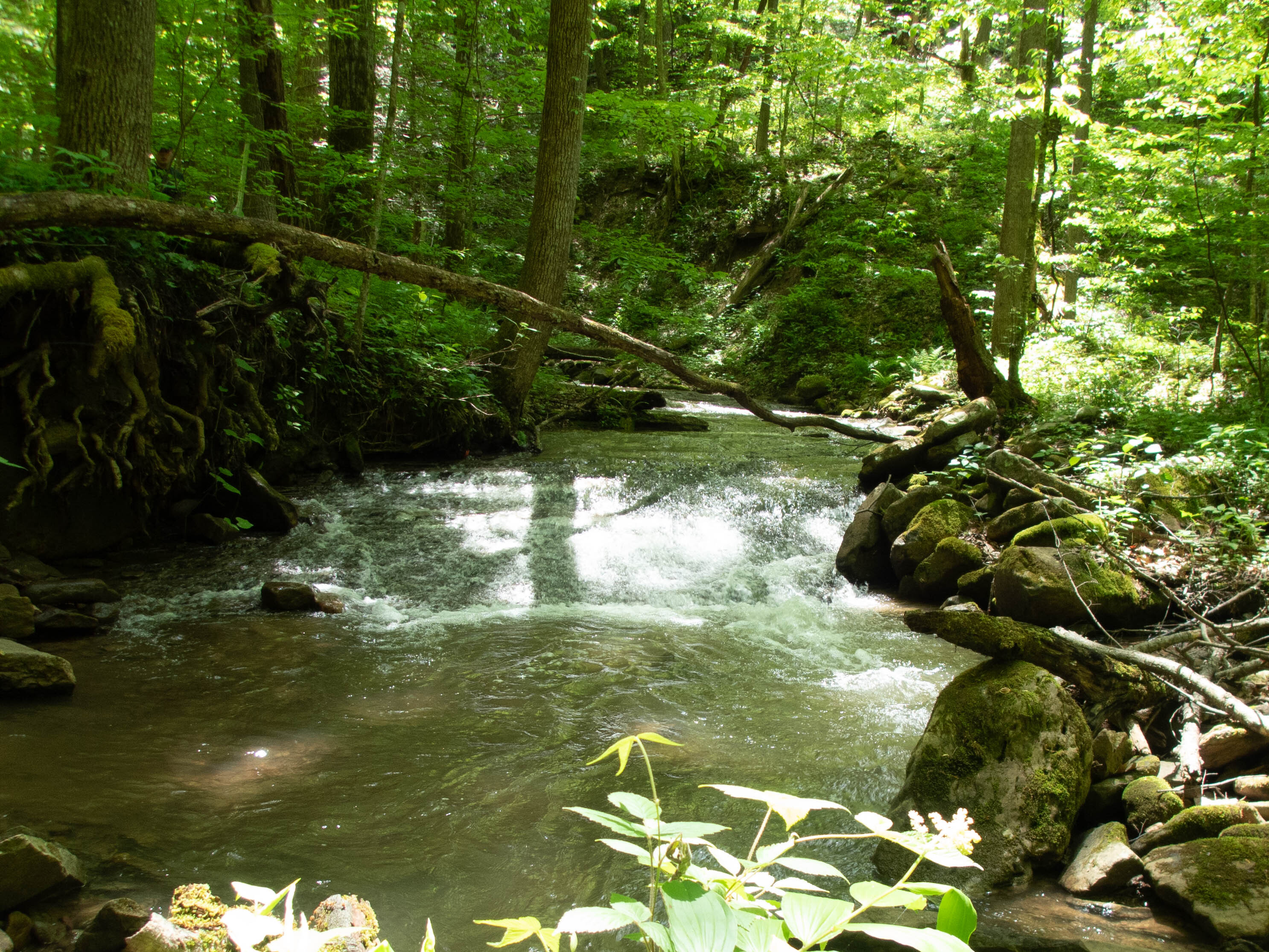 Site visit photo showing the upstream (UP) or downstream (DN) view of a wadeable stream reach taken during fish monitoring at New River Gorge National Park and Preserve.
