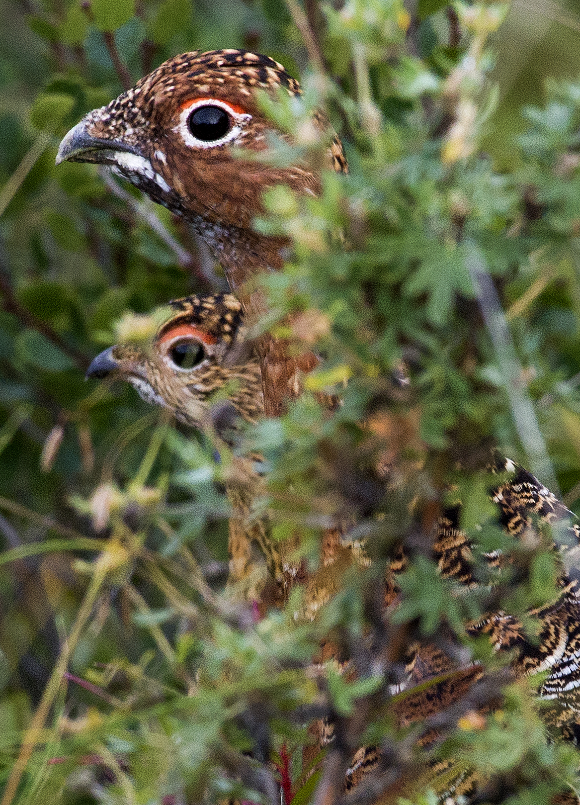 A ptarmigan and chick peek out from the brush