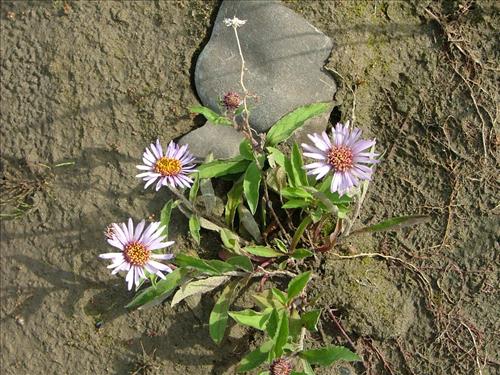 6 Yukon-Charley Rivers National Preserve Peregrine Falcon Survey July 2006