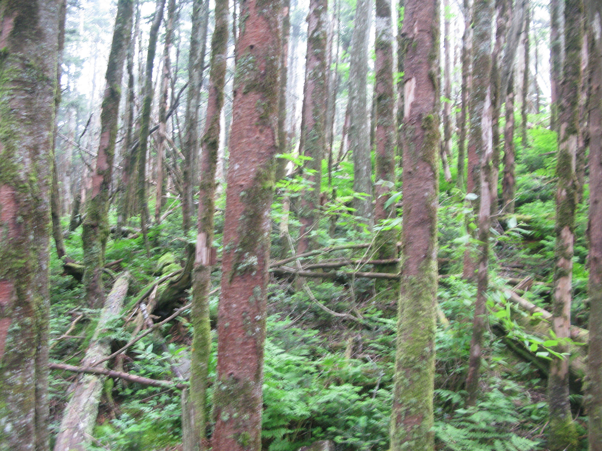 GRSM Accuracy Assessment. Plot Code: GRSM_AA_0475_2