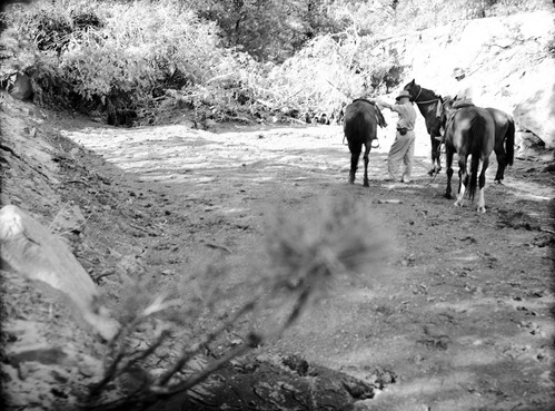Tree dam at lower end of Hop Valley constructed by Evan Lee in 1935