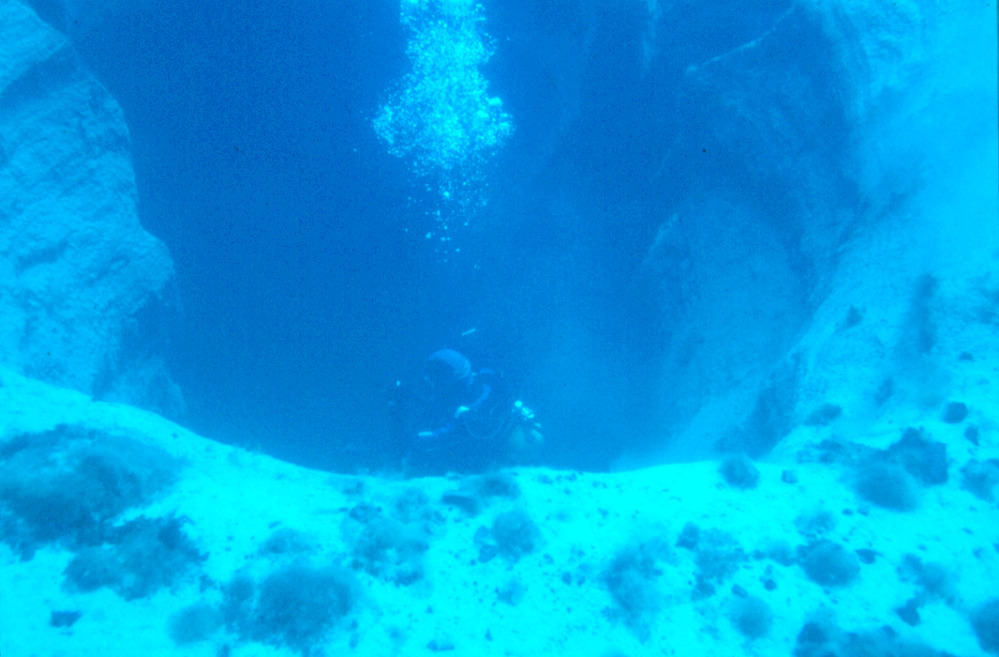 Aquatic moss underwater images.
