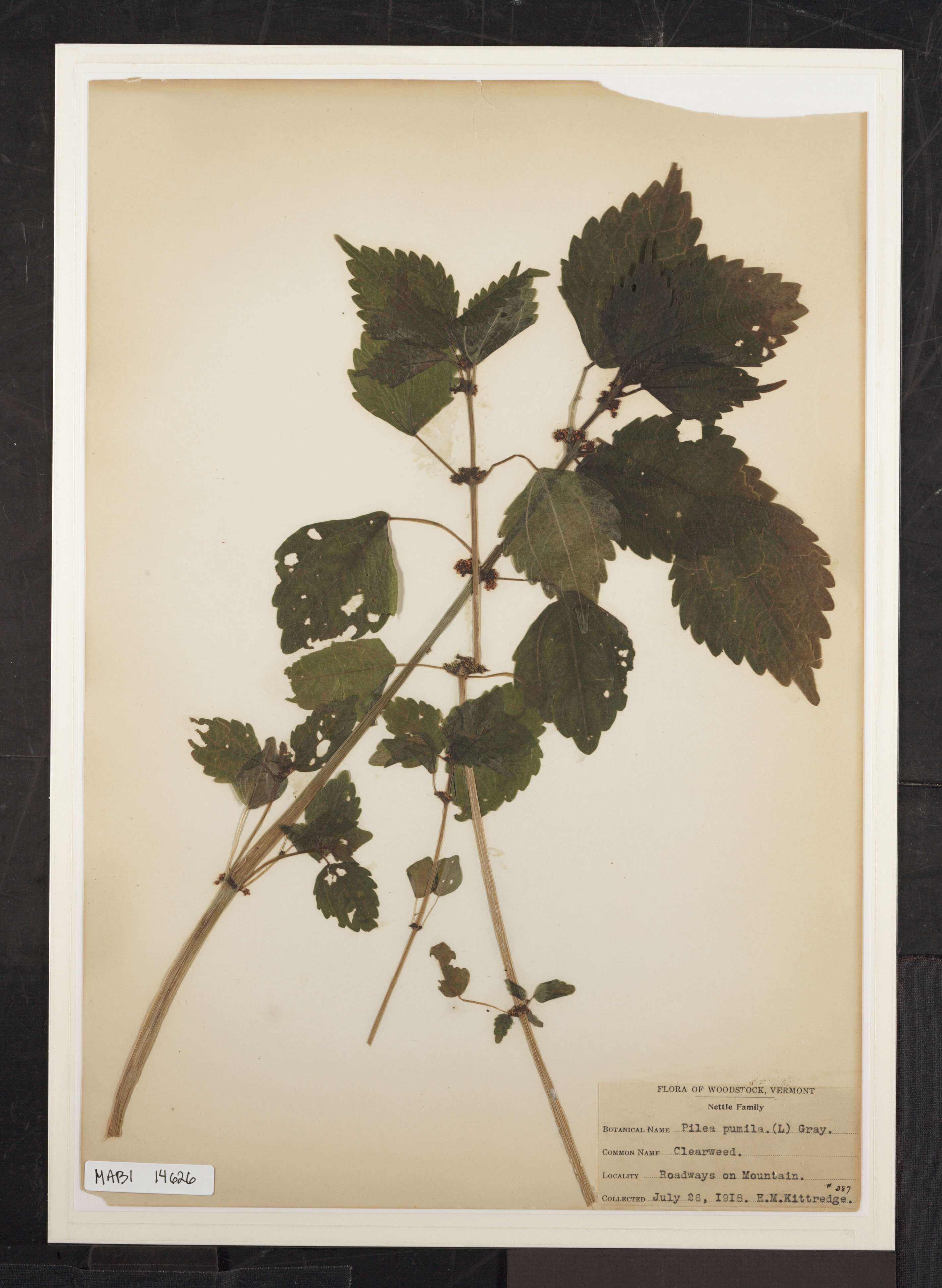 Preserved biological specimen on paper.