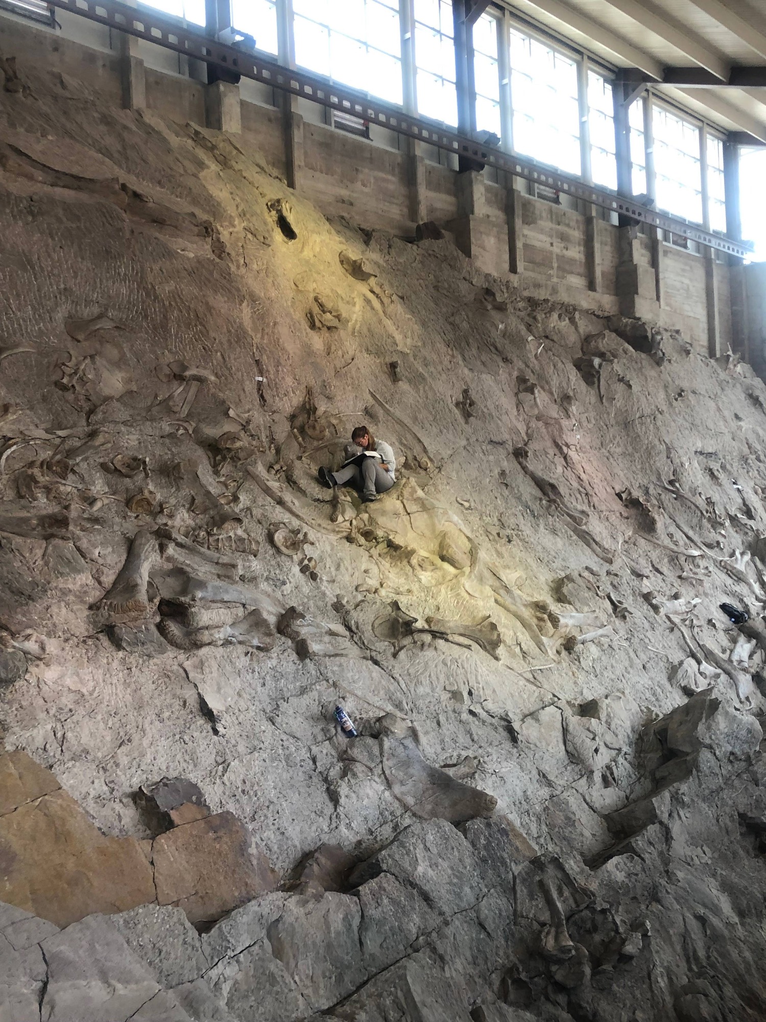Person working among fossil bones on a large quarry face inside a visitor center.