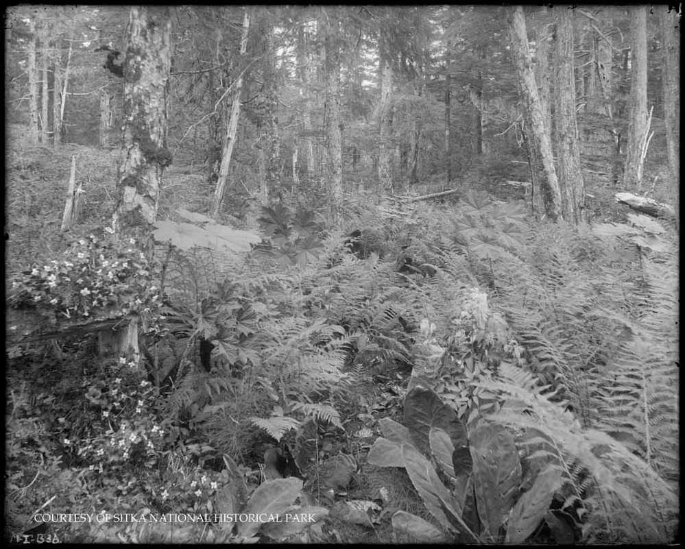 Evergreen forest understory with ferns skunk cabbage Devil's Club and blooming dwarf dogwood.