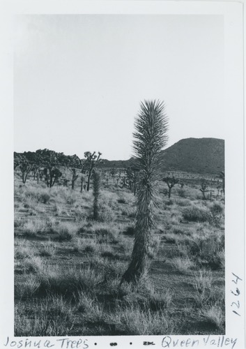 Black and white image of Joshua Trees
