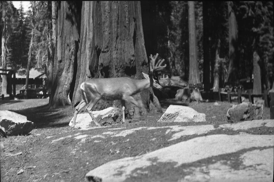 Sequioa National Park