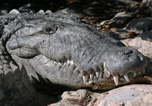 A close-up of a crocodile laying on some rocks.