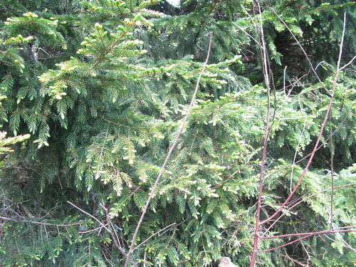 GRSM Accuracy Assessment. Plot Code: GRSM_AA_0628_3