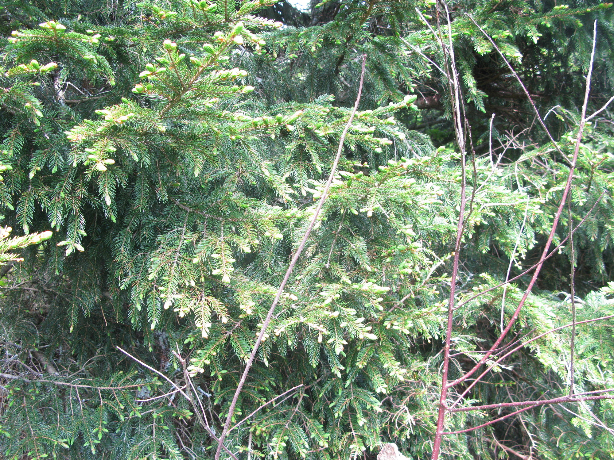 GRSM Accuracy Assessment. Plot Code: GRSM_AA_0628_3