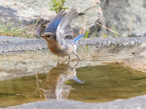 An eastern bluebird flapping wings to fly from a natural bird bath 