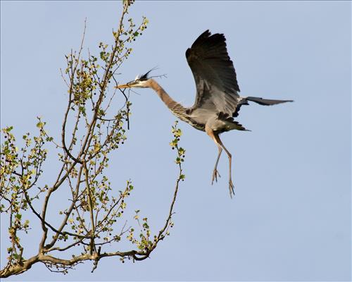 Great blue heron in Cuyahoga Valley National Park