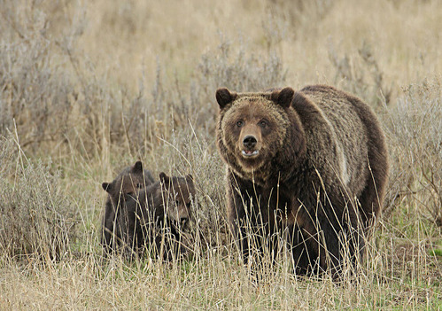 Sow grizzly bear looking at us with two small cubs immediately on her right side in a grass and sagebrush field.