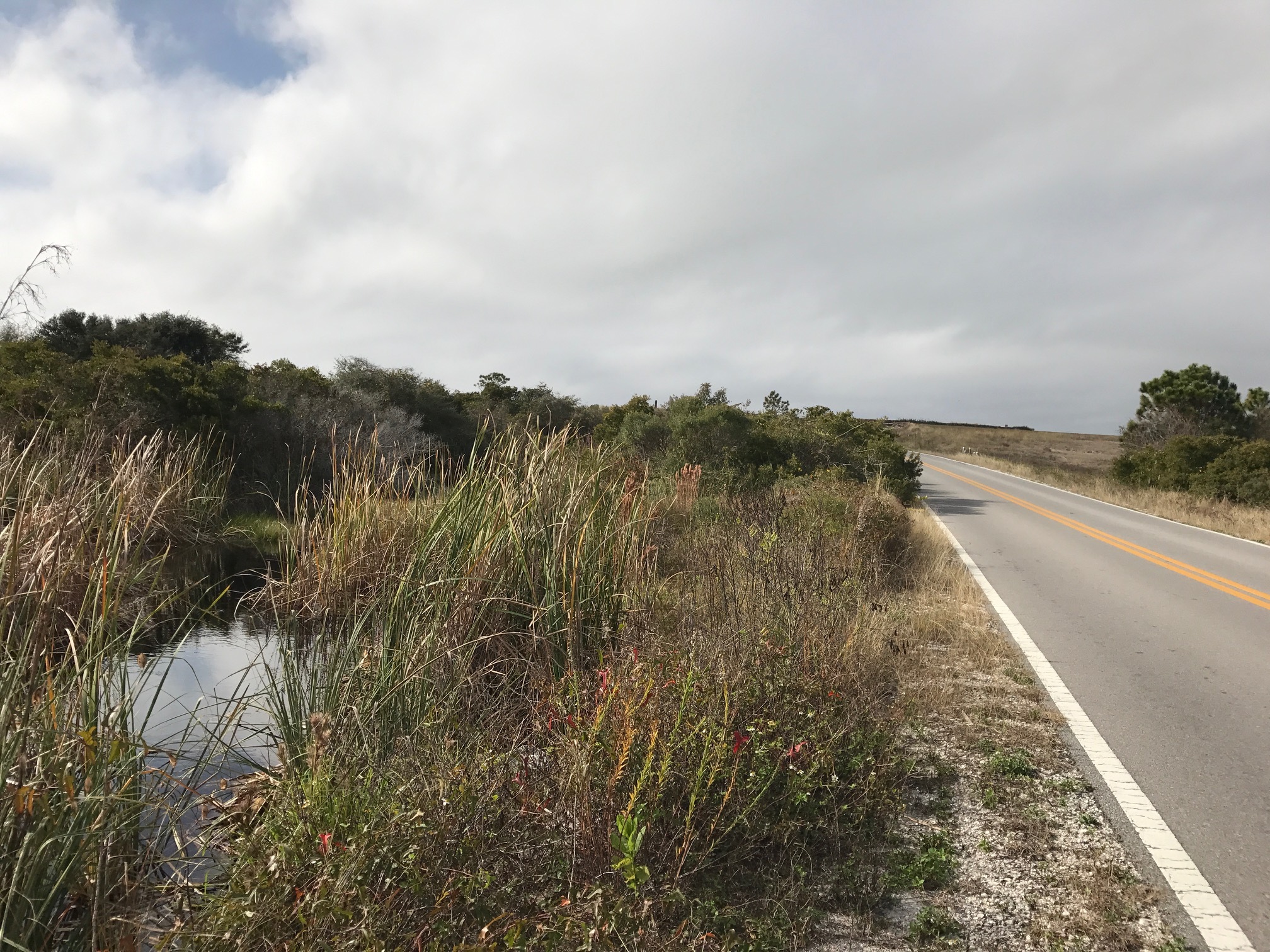 Photograph of the roadside showing vegetation and water in the Fort Pickens area. 