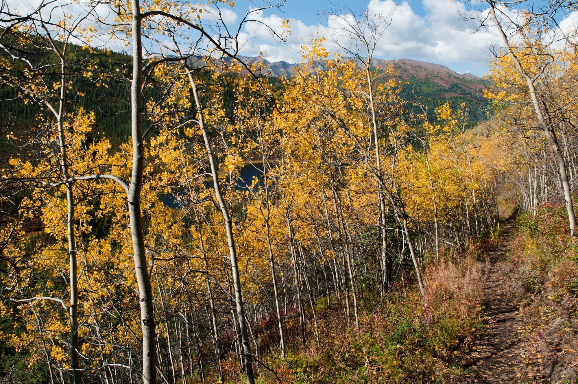 white-barked trees with yellow leaves on a hillside