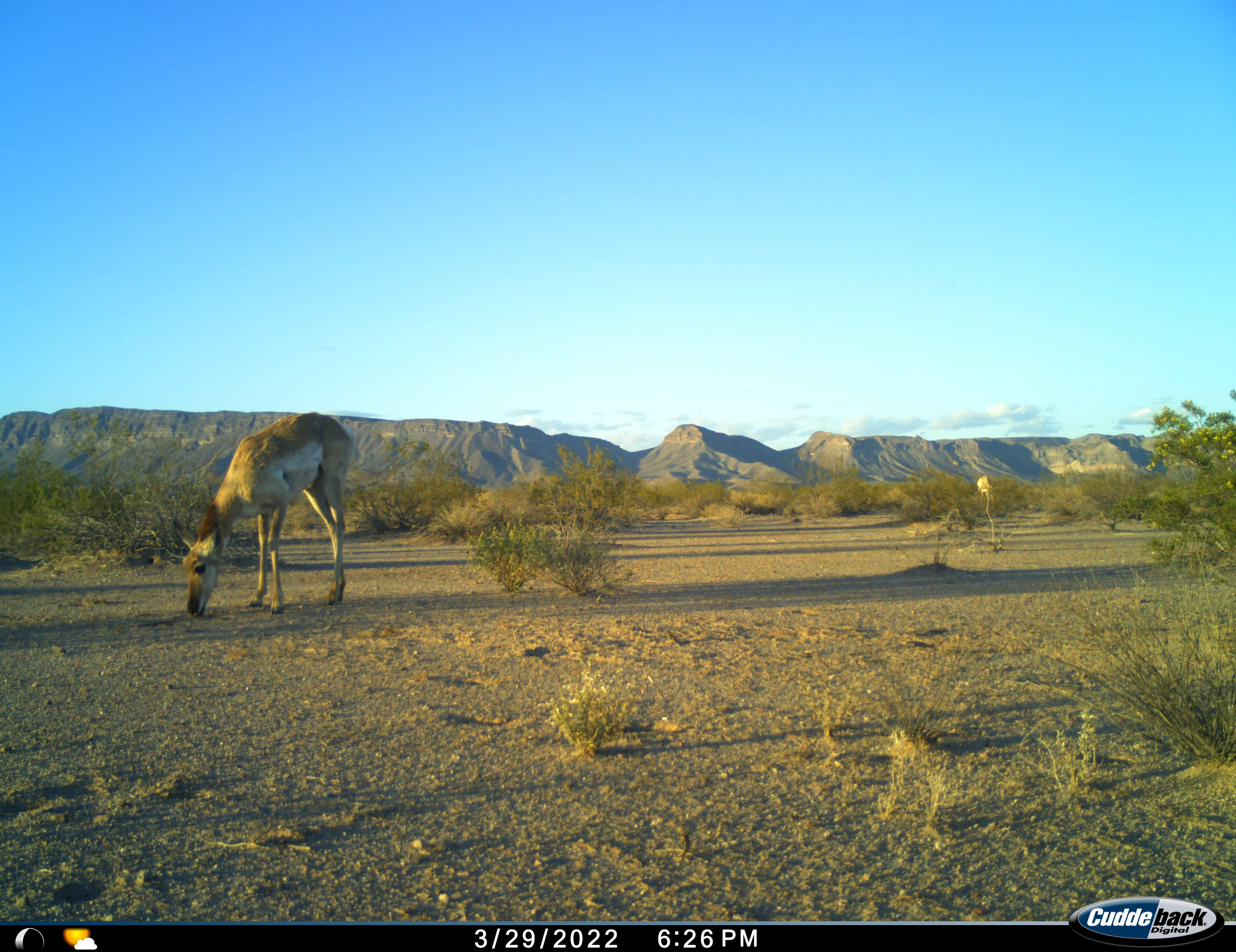 Pronghorn stands with nose to ground in sparse desert landscape.