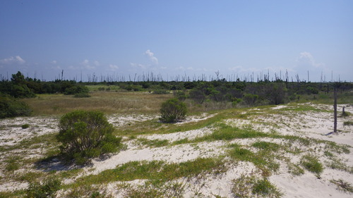 Photograph of habitats on Horn Island (Mississippi).