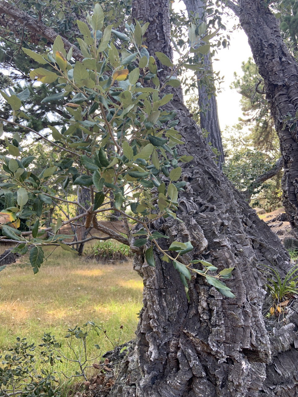 Photo of plant species Quercus suber