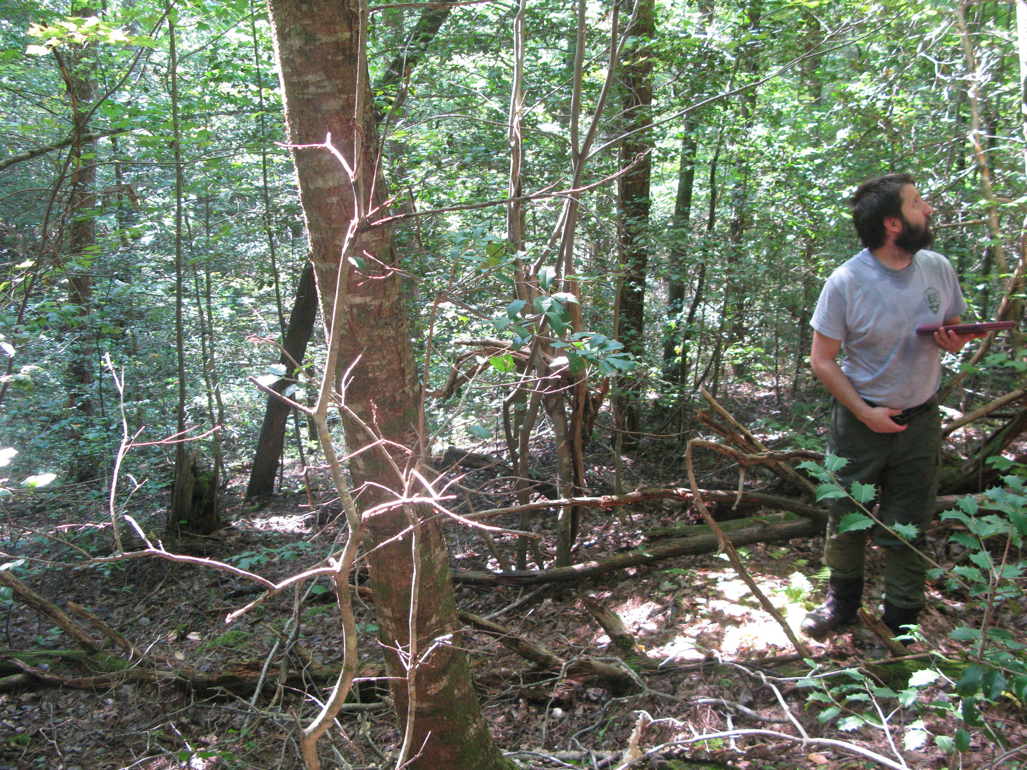 GRSM Accuracy Assessment. Plot Code: GRSM_AA_0500_4