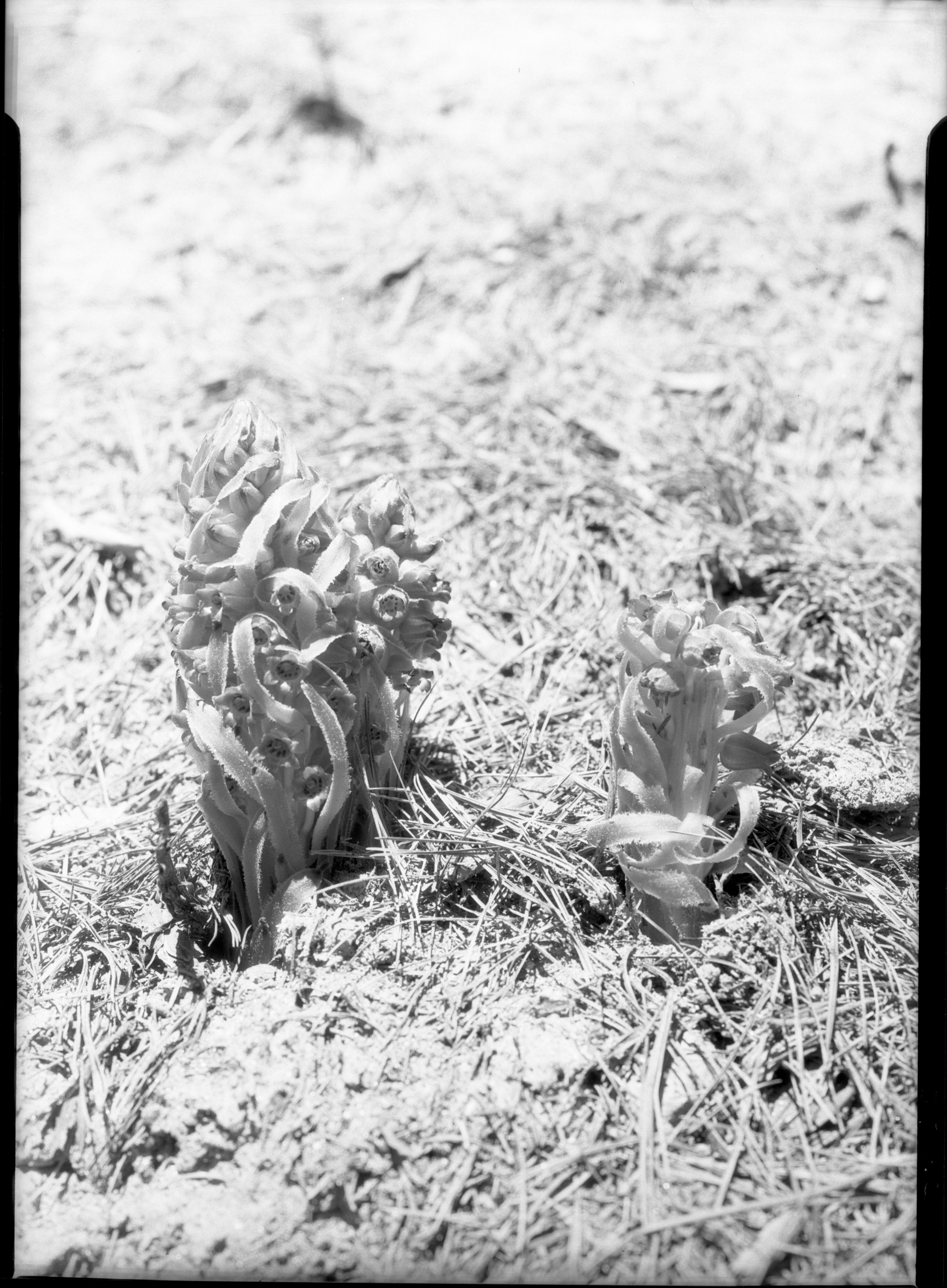 Snowplant on Pohono Trail
