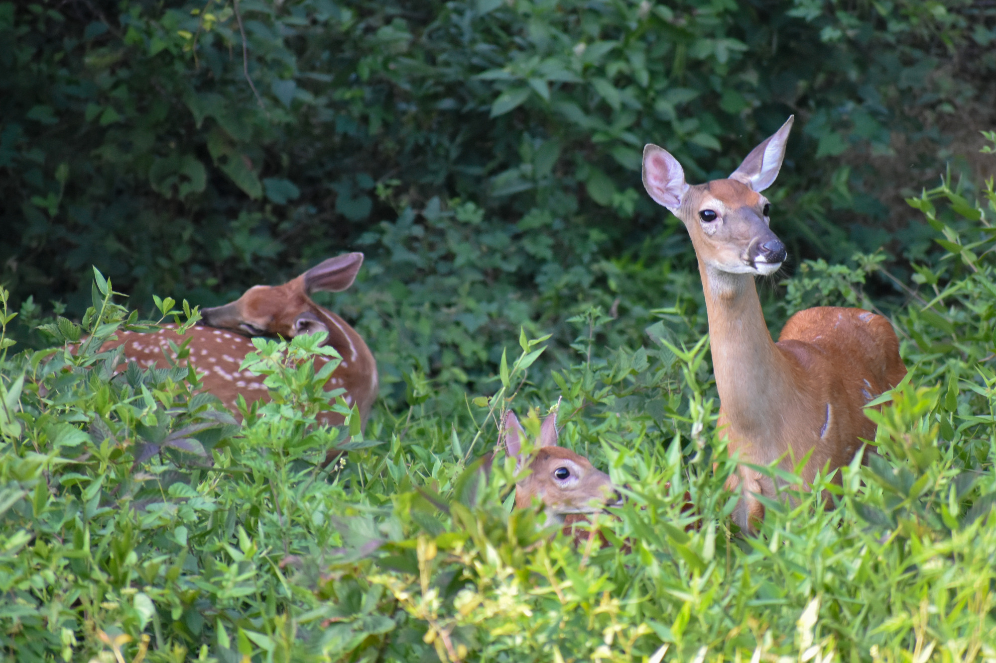 A mother white-tailed deer looks above the grass with perked up ears. Her two fawns are beside her also looking around with alert ears.