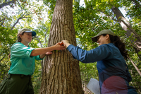 Two biologists stand on opposite sides of a tree and pass off a tape measure to wrap it around the trunk of a tree