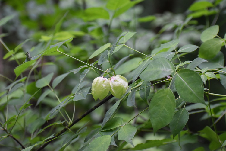 Two light green, bladder like, egg shaped pods sit on the end on a thin branch.  Dark green, ovate leaves branch off in threes from woody branches.