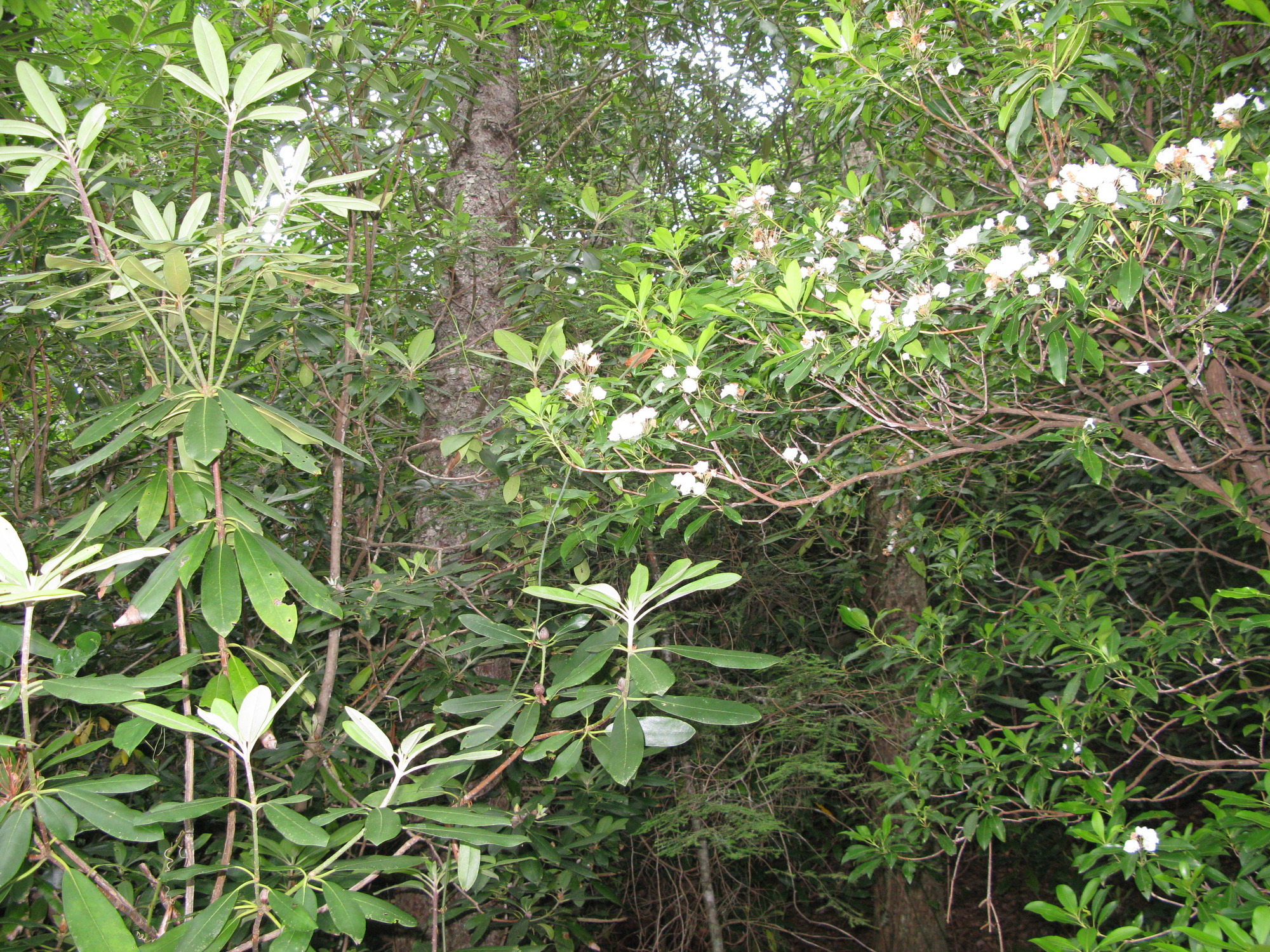 GRSM Accuracy Assessment. Plot Code: GRSM_AA_0158_3