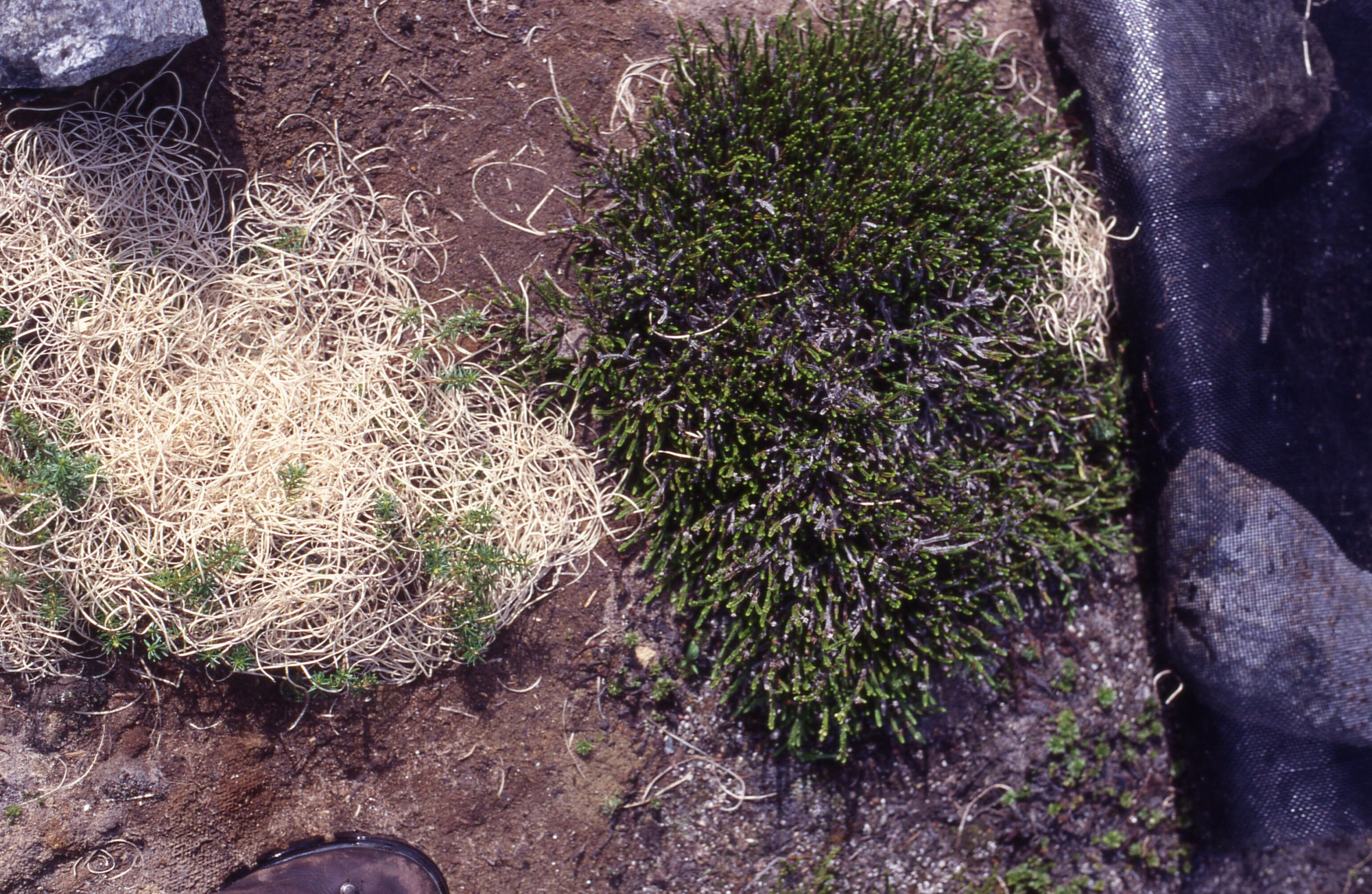 Close up of a small plant next to a pulled back shade cloth and a bundle of curly mulch.