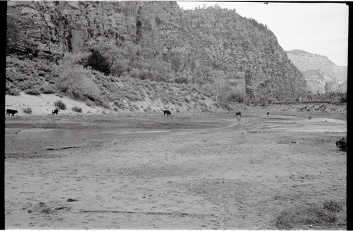 BW photo of the 1937 grazing study 35MM. Photo of cows grazing in Hop Valley.