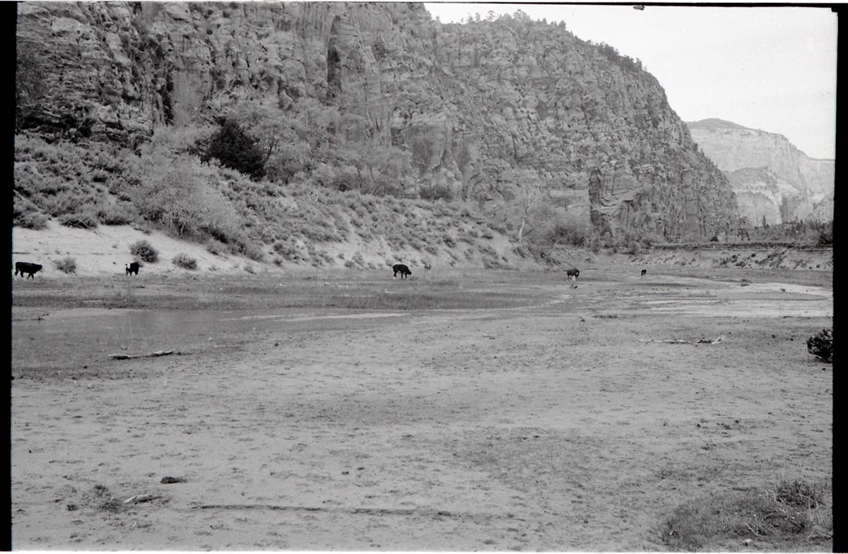 BW photo of the 1937 grazing study 35MM. Photo of cows grazing in Hop Valley.