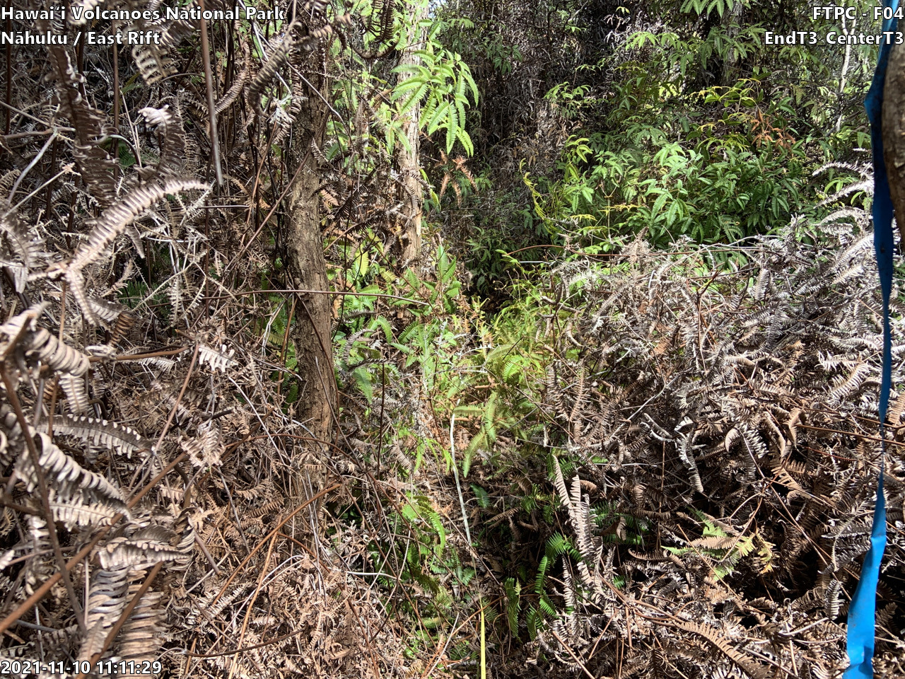 Eye-level view of plant community at monitoring site