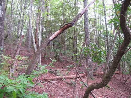 GRSM Accuracy Assessment. Plot Code: GRSM_AA_0300_6