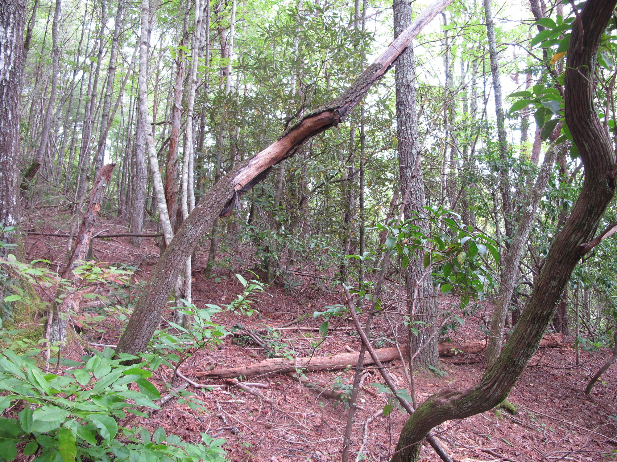 GRSM Accuracy Assessment. Plot Code: GRSM_AA_0300_6