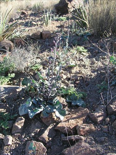 Streptanthus carinatus. Big Bend National Park, Route 13, mile 15. February 2004