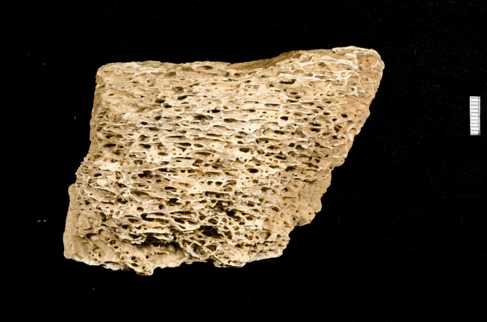 Pleistocene bone fragment