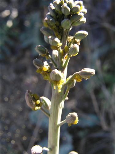 Streptanthus carinatus. Big Bend National Park, Route 13, mile 15. February 2004