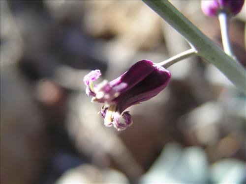 Streptanthus carinatus. Big Bend National Park, Route 13, mile 15. February 2004