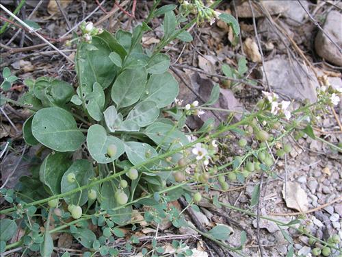 Lesquerella purpurea. Big Bend National Park, Burro Mesa Pouroff, bottom. March 2004
