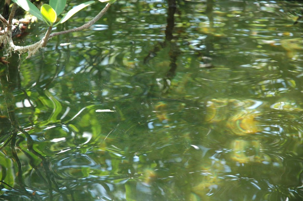Surface reflections - Jones Lagoon