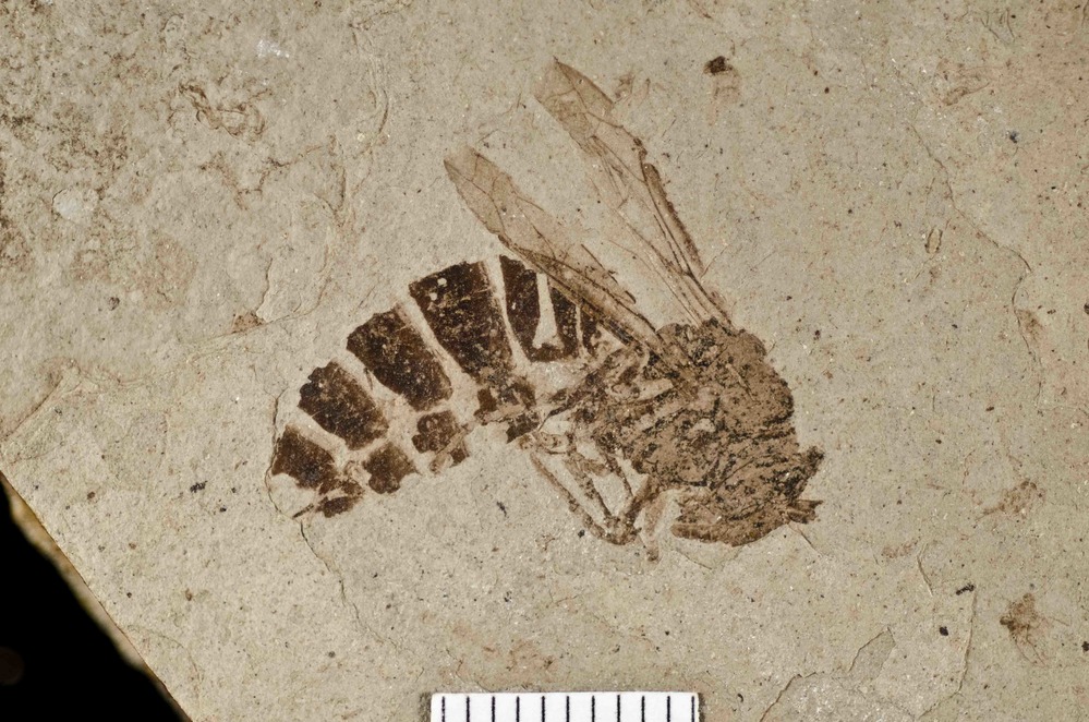 Genus: Paleovespa