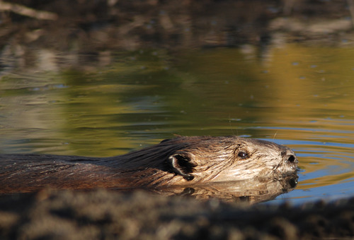 Closeup of a Beaver poking it's head out of the water.