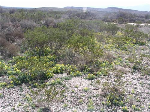 Selenia dissecta. Big Bend National Park, Dog Flat. February 2005