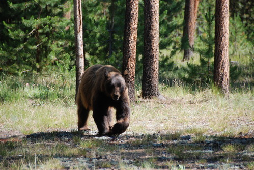 A Black Bear roaming through forested area.