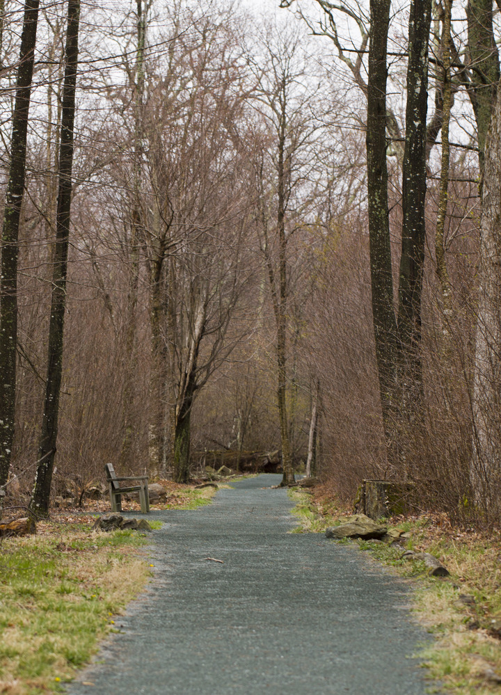 a wide gravel trail cuts through the winter forest