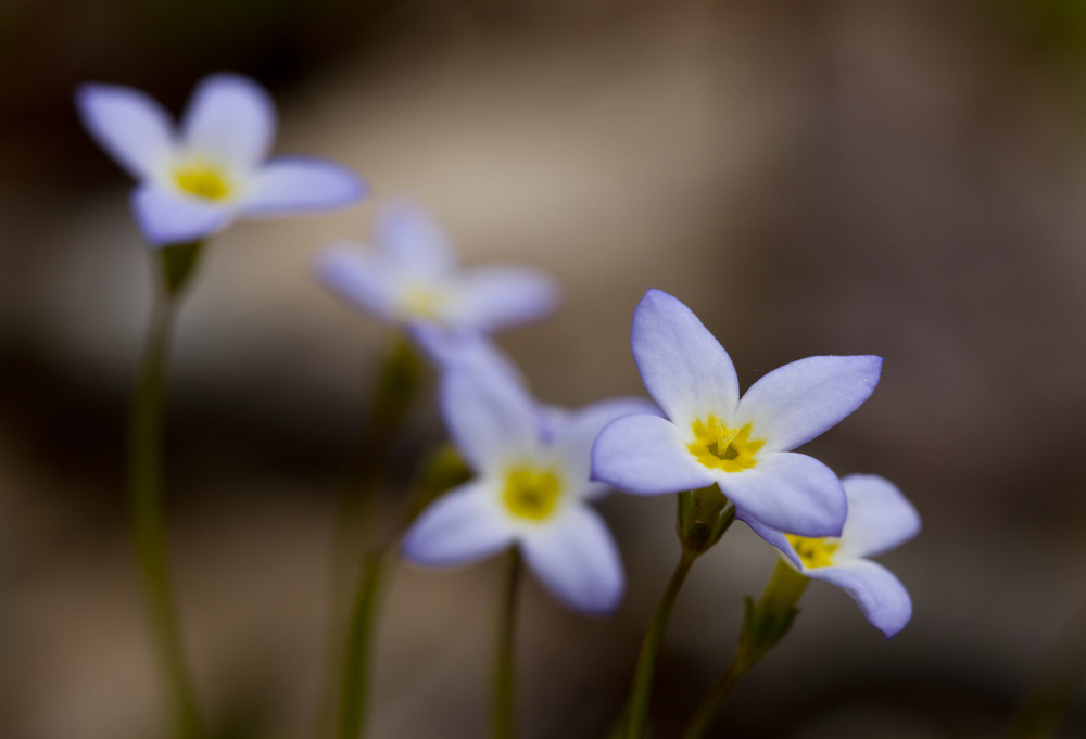 A collection of small pale violet flowers with sunny yellow centers.