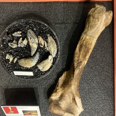 "short-faced bear" teeth and bone