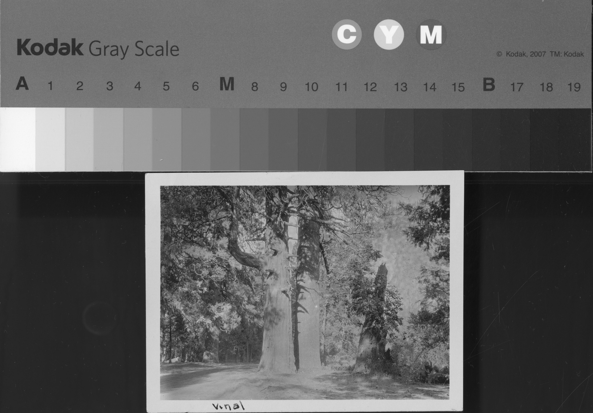 Incense-Cedar tree, Yosemite Valley