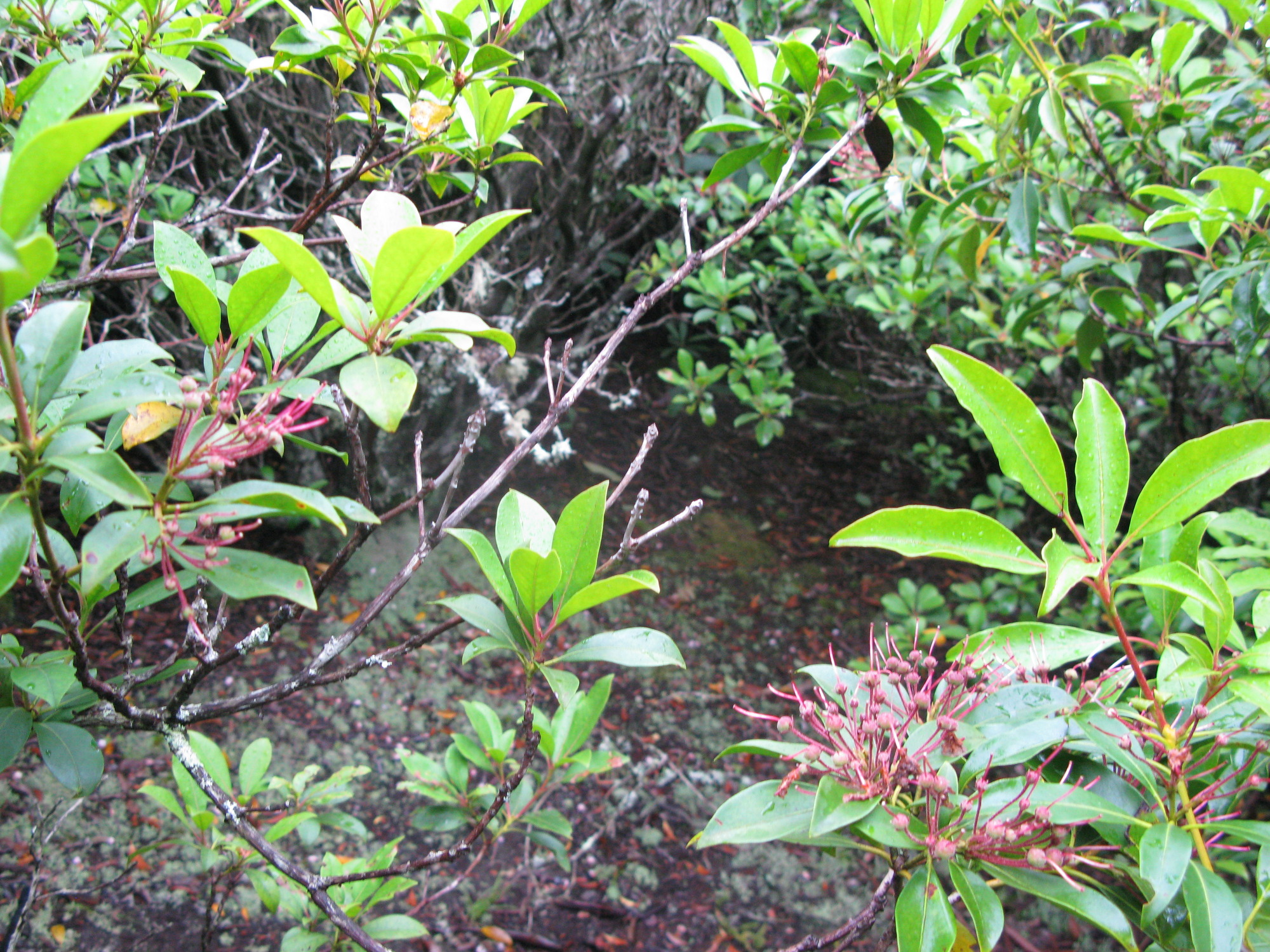 GRSM Accuracy Assessment. Plot Code: GRSM_AA_0884_3